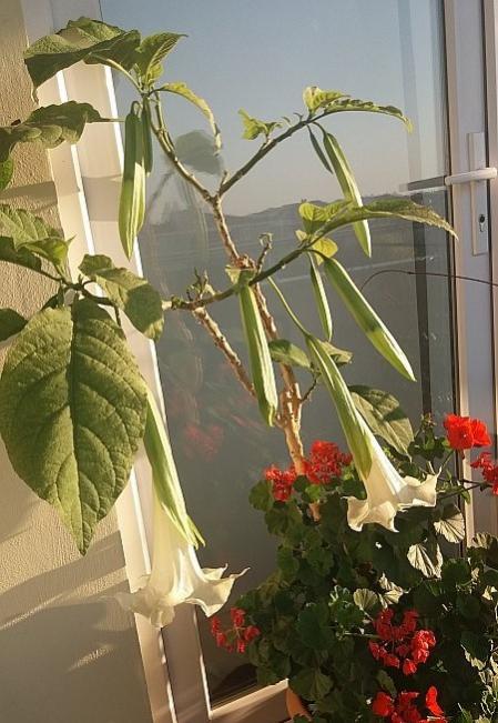 Name:  20180604_064749.jpg
Views: 847
Size:  55.4 KB
