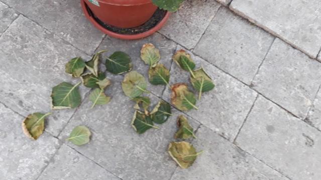 Name:  20190830_174015.jpg
Views: 673
Size:  37.3 KB