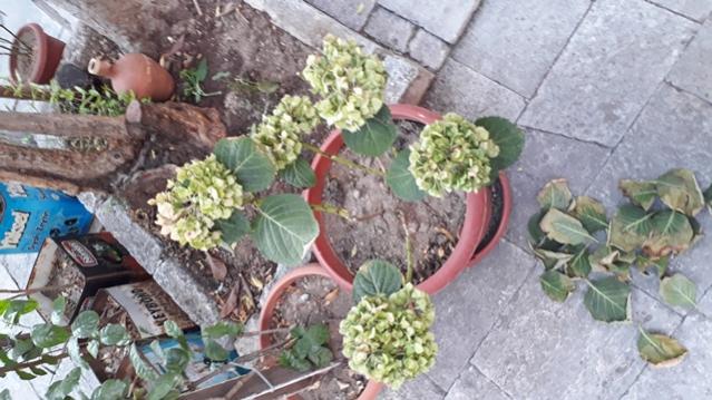 Name:  20190830_174030.jpg
Views: 674
Size:  52.4 KB