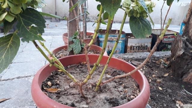 Name:  20190830_174042.jpg
Views: 689
Size:  50.0 KB