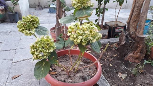 Name:  20190830_174048.jpg
Views: 670
Size:  48.5 KB
