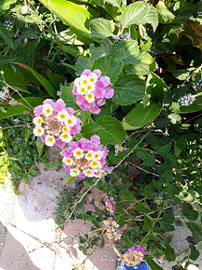 Name:  lantana1.gif
Views: 813
Size:  67.3 KB