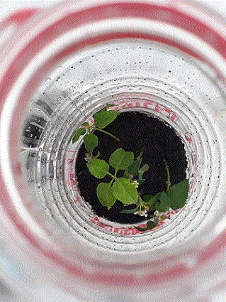Name:  lantana.gif
Views: 756
Size:  64.2 KB