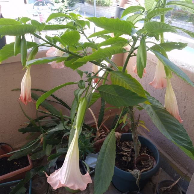 Name:  Pembe Meleklerin borular Brugmansia sp.  1(Angels Trumpet).jpg
Views: 384
Size:  69.4 KB