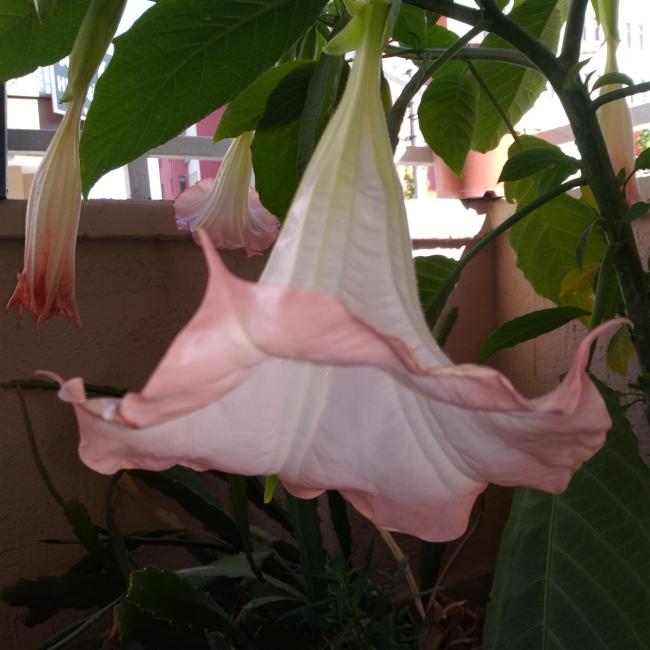 Name:  Pembe Meleklerin borular Brugmansia sp. (Angels Trumpet).jpg
Views: 403
Size:  46.1 KB