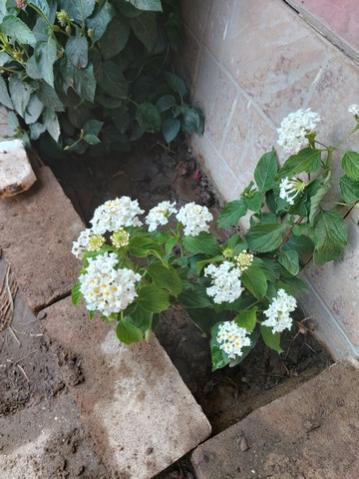 Name:  beyaz mine.jpg
Views: 644
Size:  34.1 KB