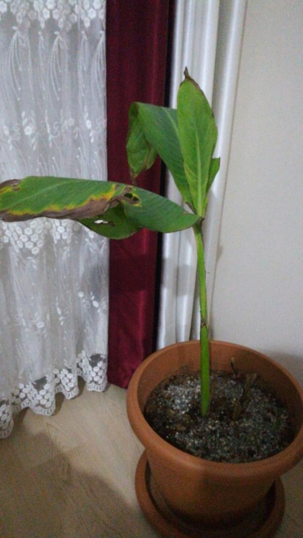 Name:  cennet kuu iei.jpg
Views: 6462
Size:  71.7 KB
