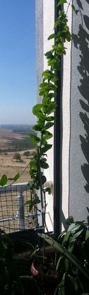 Name:  20210731_091545.jpg
Views: 352
Size:  52.1 KB