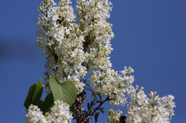 Name:  Beyaz Leylak (Syringa  1.jpg
Views: 542
Size:  42.1 KB