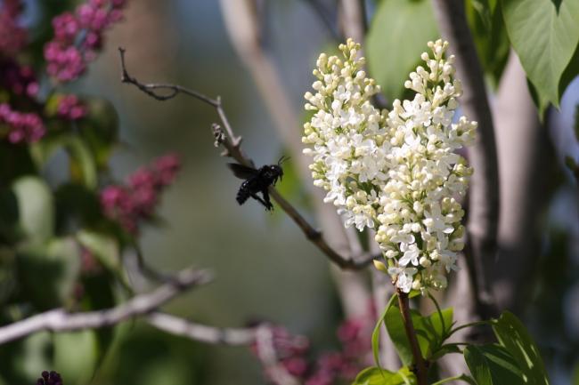 Name:  Beyaz Leylak (Syringa Marangoz ar.jpg
Views: 476
Size:  34.8 KB