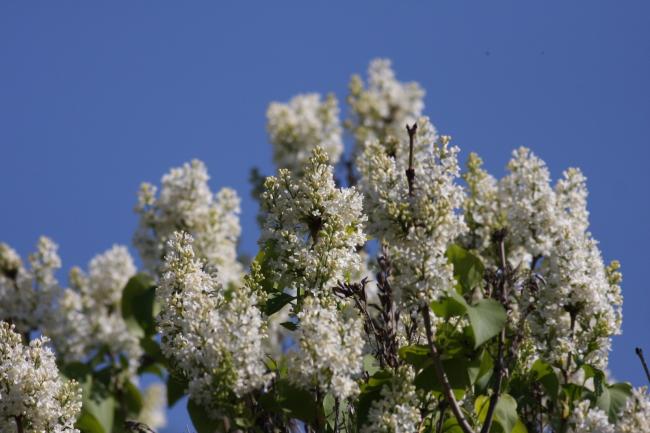 Name:  Beyaz Leylak (Syringa.jpg
Views: 630
Size:  43.3 KB