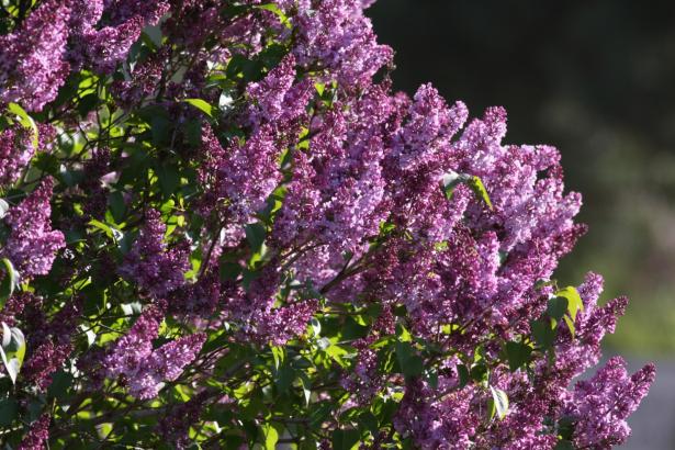 Name:  Leylak (Syringa  1.jpg
Views: 526
Size:  71.2 KB