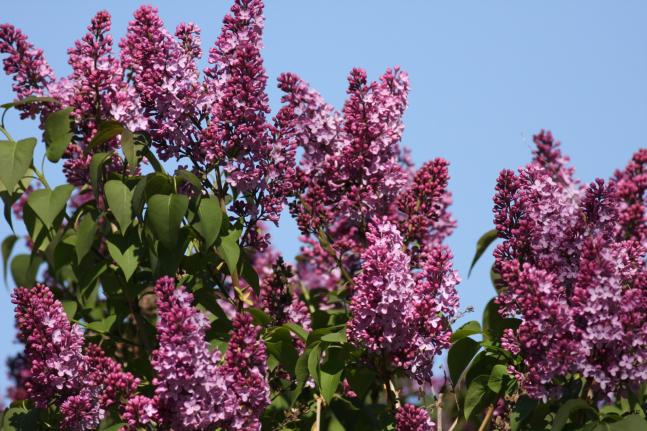Name:  Leylak (Syringa 2.jpg
Views: 492
Size:  69.5 KB