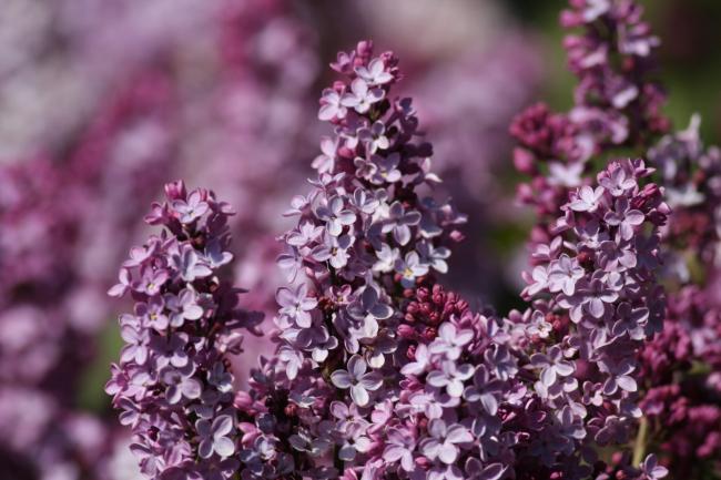 Name:  Leylak (Syringa 3.jpg
Views: 275
Size:  49.6 KB