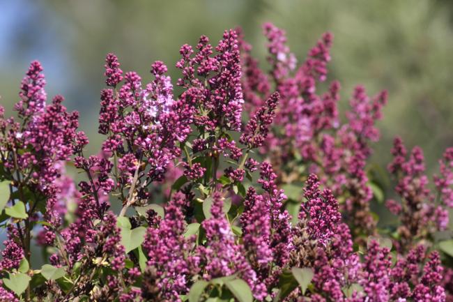 Name:  Leylak (Syringa 4.jpg
Views: 275
Size:  61.5 KB