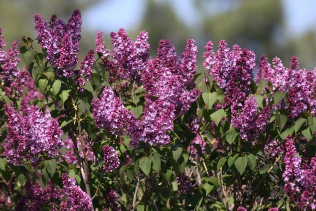 Name:  Leylak (Syringa 8.jpg
Views: 535
Size:  70.7 KB