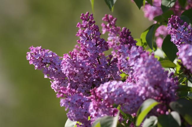 Name:  Leylak (Syringa.jpg
Views: 273
Size:  42.0 KB