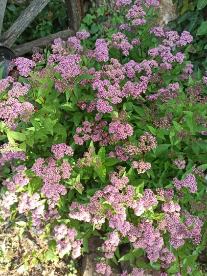 Name:  Pembe iekli Ispirya 1.jpg
Views: 156
Size:  79.4 KB