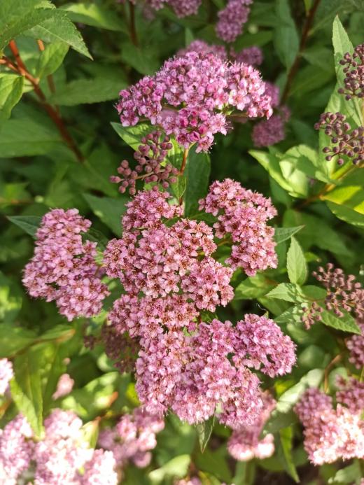 Name:  Pembe iekli Ispirya.jpg
Views: 162
Size:  77.2 KB