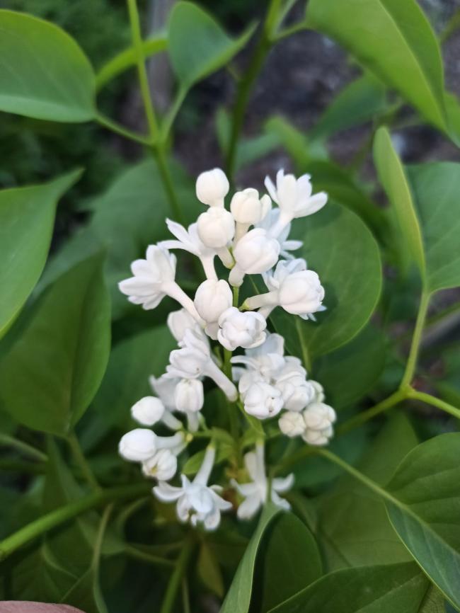 Name:  SYRINGA vulgaris Beyaz katl leylak 1.jpg
Views: 195
Size:  50.1 KB