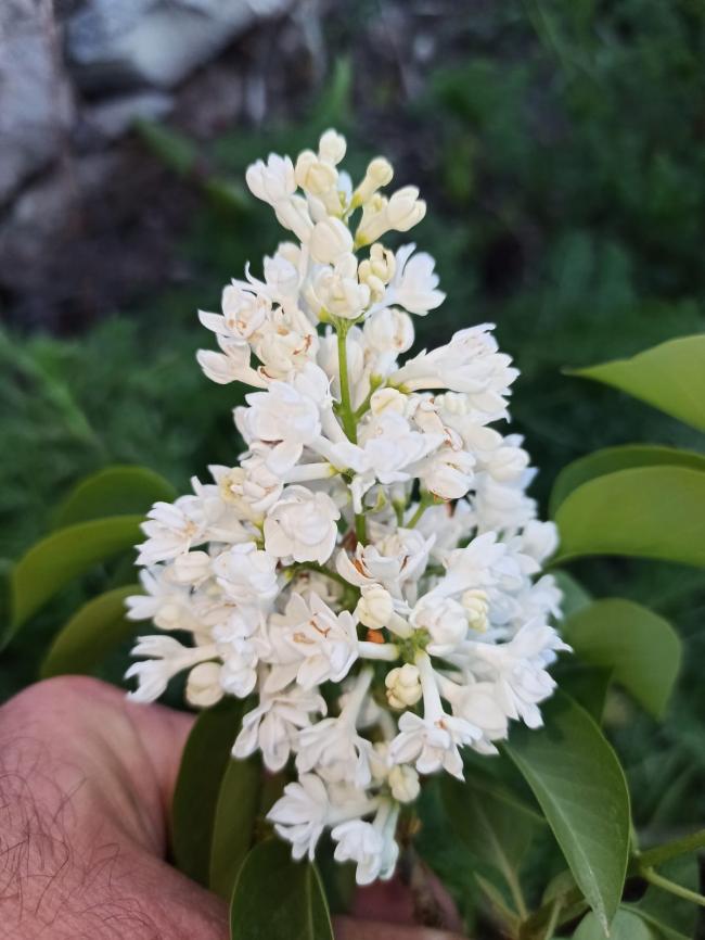 Name:  SYRINGA vulgaris Beyaz katl leylak 4.jpg
Views: 206
Size:  59.3 KB