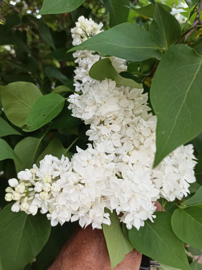 Name:  SYRINGA vulgaris Beyaz katl leylak 2.jpg
Views: 224
Size:  70.0 KB