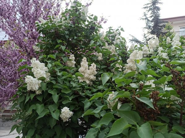 Name:  SYRINGA vulgaris Beyaz katl leylak 3.jpg
Views: 206
Size:  71.5 KB