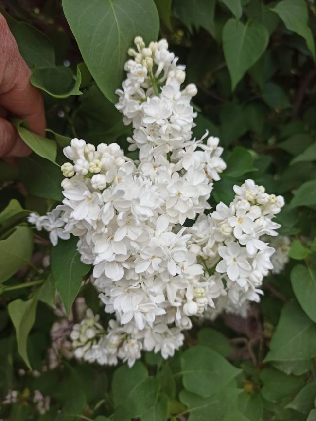 Name:  SYRINGA vulgaris Beyaz katl leylak.jpg
Views: 206
Size:  63.1 KB