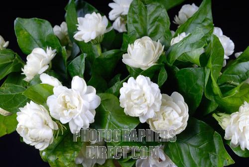 Name:  pd1487219.jpg
Views: 2094
Size:  59.1 KB