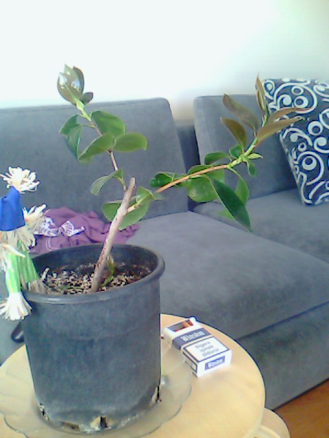Name:  picture_00045.jpg
Views: 4139
Size:  61.4 KB