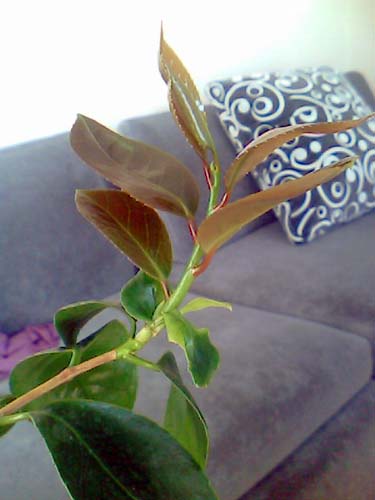 Name:  kamelya-2.jpg
Views: 6072
Size:  40.4 KB