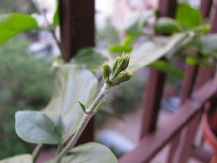 Name:  IMG_0353e.jpg
Views: 927
Size:  19.1 KB