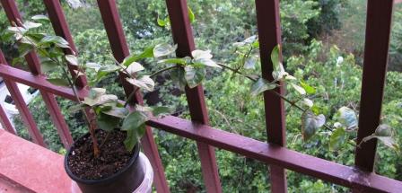 Name:  IMG_0357e.jpg
Views: 936
Size:  29.7 KB
