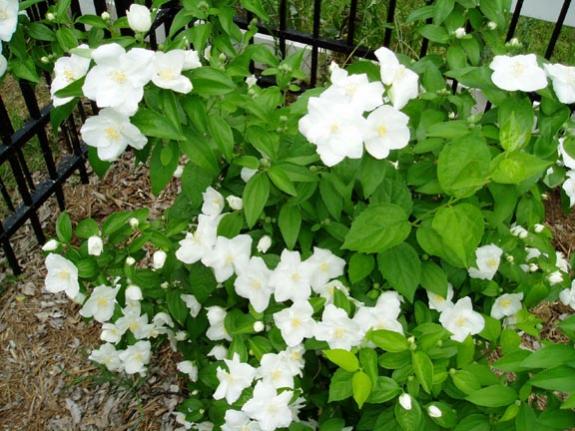 Name:  Philadelphus1.jpg
Views: 36530
Size:  57.0 KB
