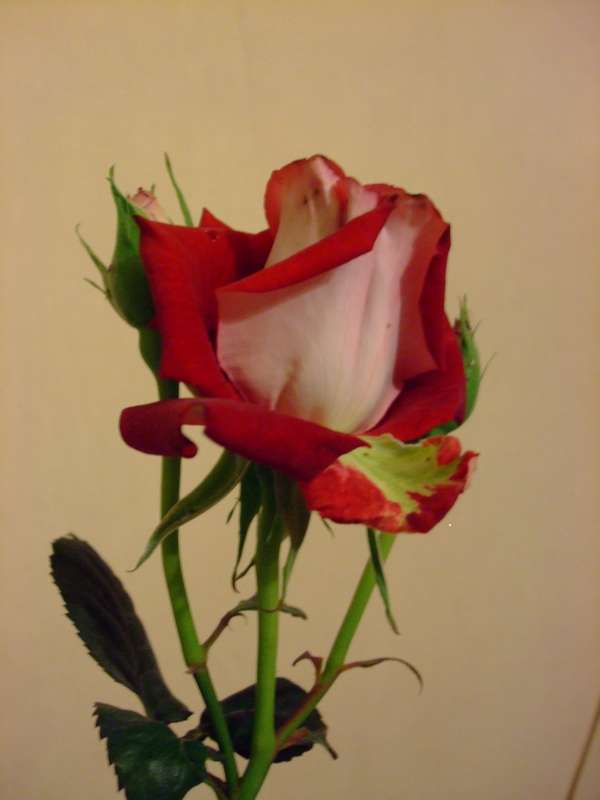 Name:  DSCF3623.JPG
Views: 13246
Size:  29.3 KB