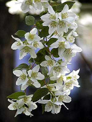 Name:  filbahri.jpg
Views: 17668
Size:  27.5 KB