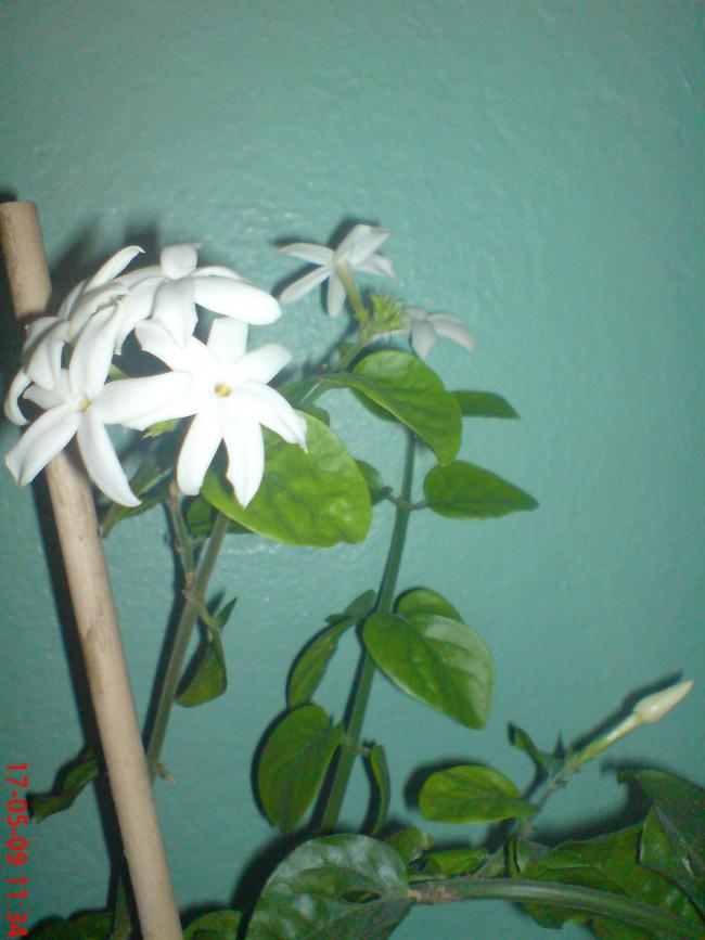 Name:  ogel1 064.jpg
Views: 943
Size:  53.1 KB