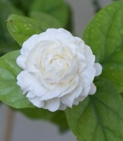 Name:  fulyaso.jpg
Views: 8266
Size:  9.3 KB