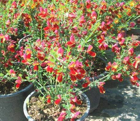 Name:  100_0610.JPG
Views: 13992
Size:  66.8 KB