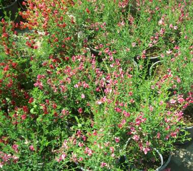 Name:  100_0611.JPG
Views: 13935
Size:  47.3 KB