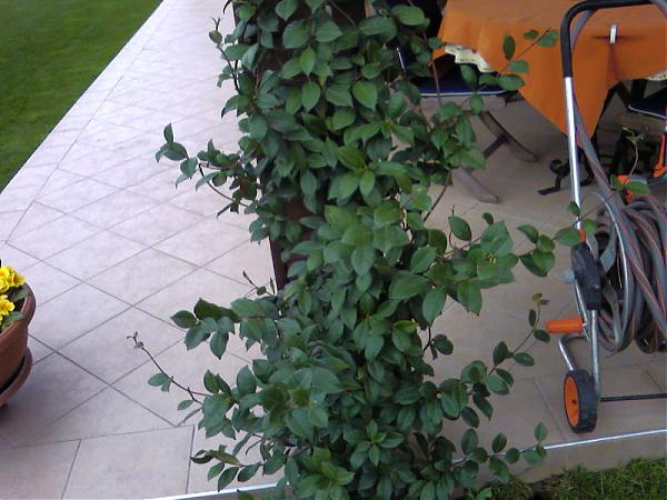 Name:  Photo-0079.jpg
Views: 5620
Size:  49.8 KB