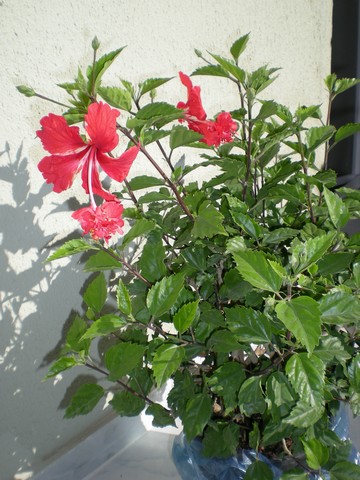 Name:  pembe1.jpg
Views: 1904
Size:  65.6 KB