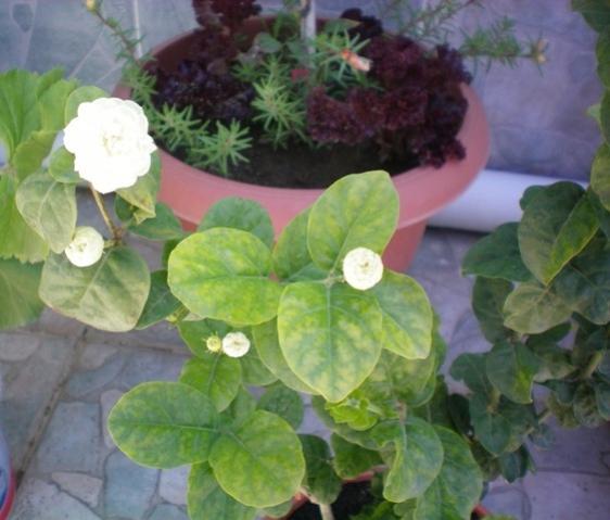 Name:  100_0002.jpg
Views: 760
Size:  36.8 KB