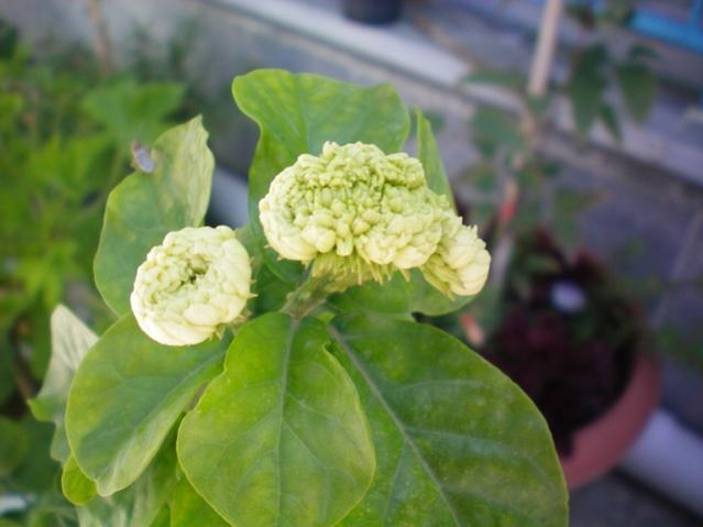 Name:  100_0003.jpg
Views: 766
Size:  32.0 KB