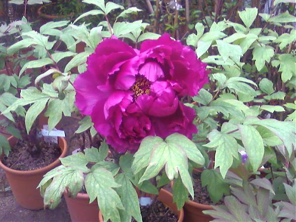 Name:  Photo-0100.jpg
Views: 18961
Size:  57.9 KB