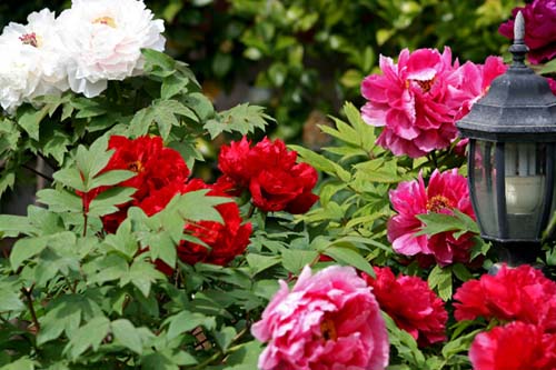 Name:  akayk_1.jpg
Views: 6588
Size:  70.0 KB
