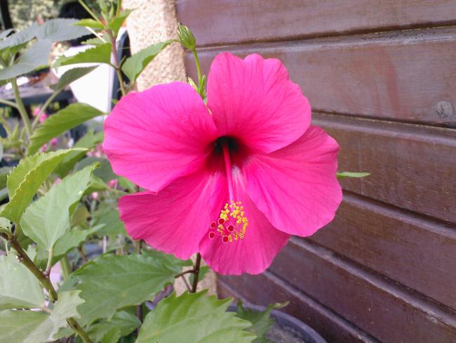 Name:  HAZRAN-30029.jpg
Views: 2027
Size:  47.0 KB