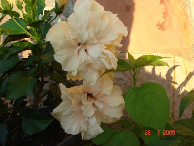 Name:  TEMMUZ 06738.jpg
Views: 1913
Size:  42.7 KB