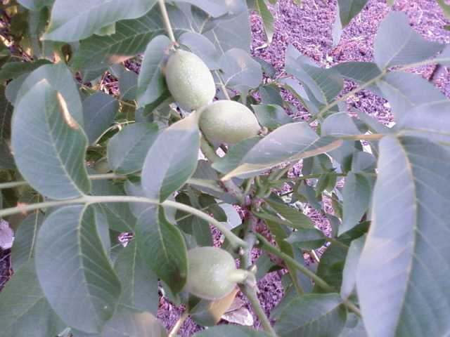 Name:  Kopyas lk.jpg
Views: 2806
Size:  33.3 KB