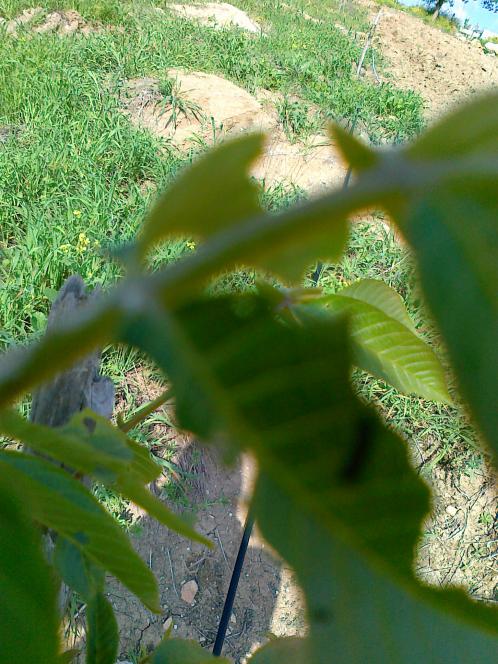 Name:  21052011316.jpg
Views: 3104
Size:  72.5 KB
